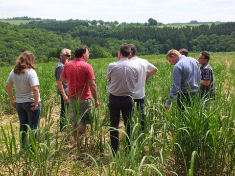 "Chinaschilf" oder "Elefantengras": In bracht wird Miscanthus angebaut