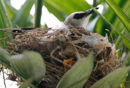 Vogelnest aus Müll in Bangkok