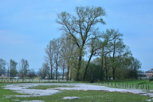 Nach dem Unwetter: Hagel in einem Feld in Wingene