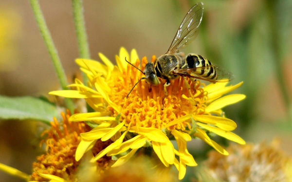 Honigbienen gehören für die Menschen zu den wichtigsten Nutztieren der Welt