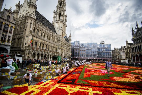 600.000 Begonien: Blumenteppich auf der Grand'Place in Brüssel