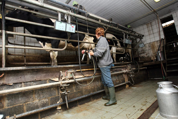 Bäuerin und Milchkühe in einem Stall (Illustrationsbild: Virginie Lefour/Belga)