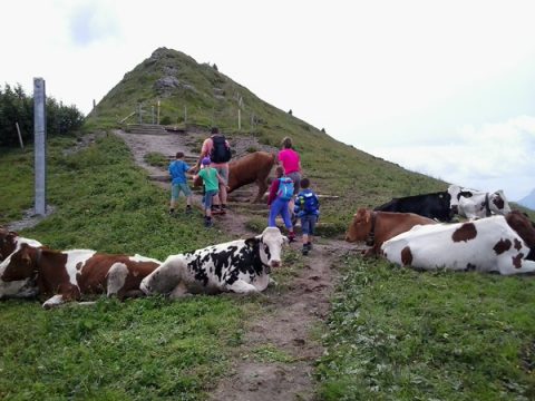 Wanderer in den Bergen müssen auf die Kühe achten, besonders wenn ein Hund dabei ist