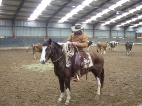 Westernreiten beim Reitfest in Recht