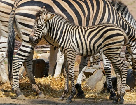 Zebrajunges (Illustrationsbild)