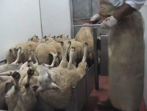 Schächten ohne Betäubung