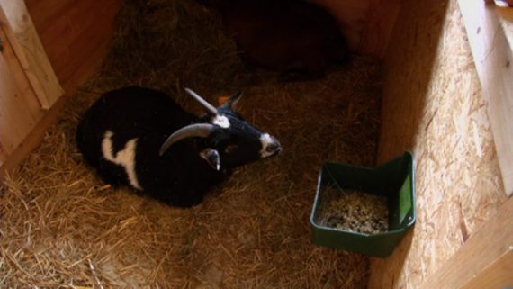 Mini-Bauernhof des Kinderheims St. François in Baelen