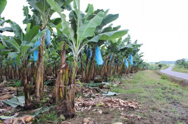 Ravel du Bout du Monde in Kamerun - Bananenplantage von Liongo
