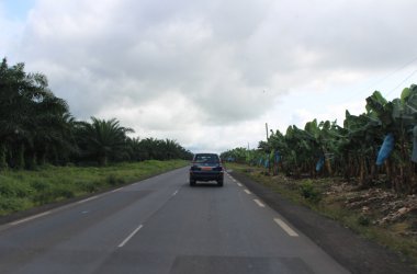 Ravel du Bout du Monde in Kamerun - Bananenplantage von Liongo