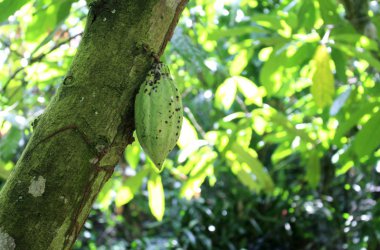 Affenpflegestation Mfou - Kakaofrucht (die braucht noch was)