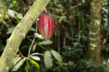 Affenpflegestation Mfou - Kakaofrucht (kann gepflückt werden)