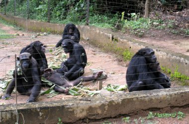 Affenpflegestation Mfou