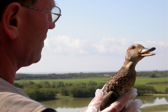 Vogelgrippe-Virus bei einer Krickente nachgewiesen (Illustrationsbild)