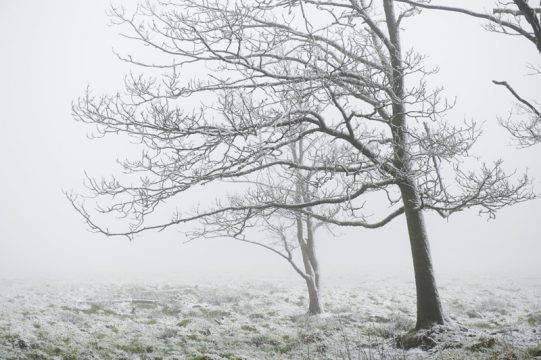 Erster Schnee 2014 - Libramont-Chevigny, 23.01.14