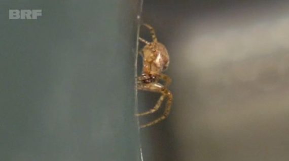 Eine nützliche Spinne