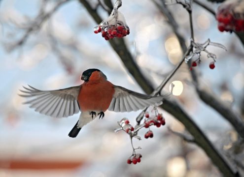 Woche des Baumes 2014: Vogelbeere im Mittelpunkt