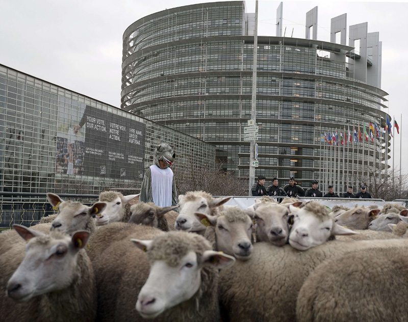 Schafzüchter protestieren vor dem EU-Parlament gegen Wölfe