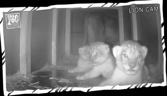 Löwenbabys im Gaia-Zoo geboren