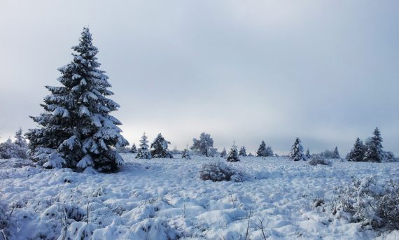 Hohes Venn im Schnee