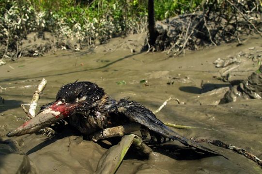 Ein mit Schlamm bedeckter Vogel an der Küste von Bangladesch