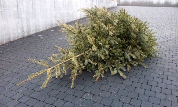 Weihnachtsbäume werden diese Woche eingesammelt