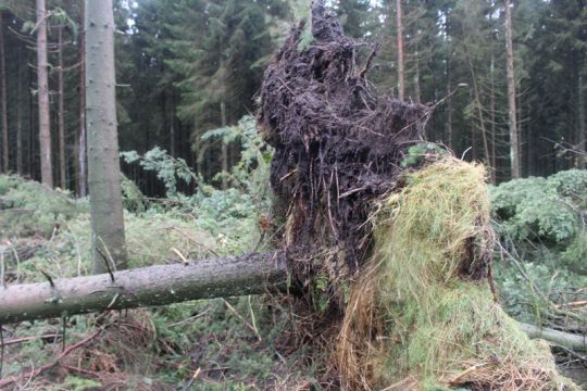 Sturm entwurzelt Bäume - Vennstraße vorübergehend gesperrt