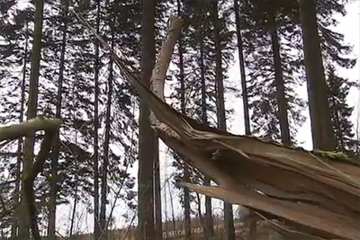 Stürmische Zeiten: Vorsicht beim Waldspaziergang