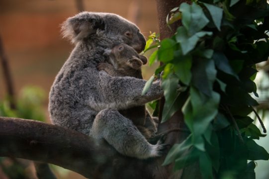 Ein Koala mit seinem Kleinen