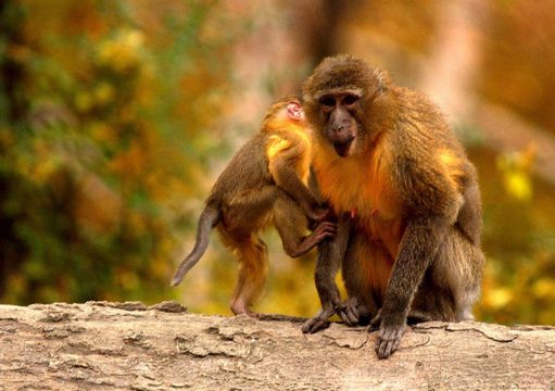 Schopfmangaben-Affe mit Jungem in Budapester Zoo