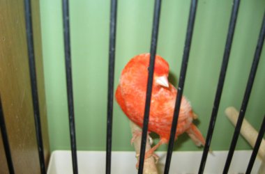 85. Vogelausstellung in Kelmis