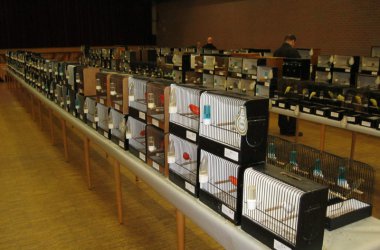 85. Vogelausstellung in Kelmis