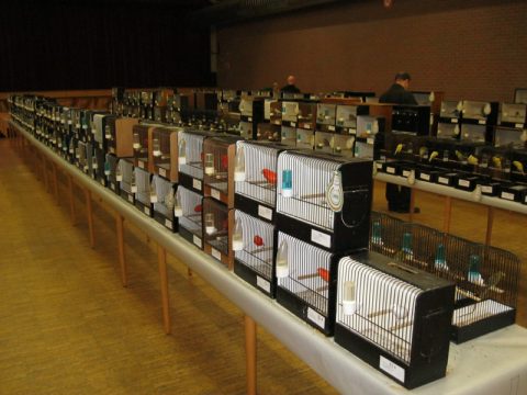 85. Vogelausstellung in Kelmis