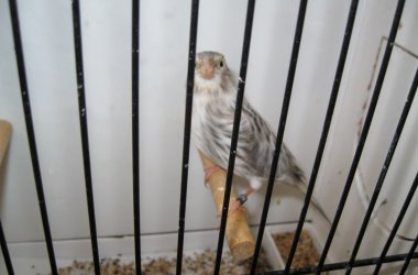 85. Vogelausstellung in Kelmis