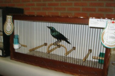 85. Vogelausstellung in Kelmis