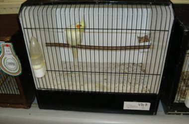 85. Vogelausstellung in Kelmis