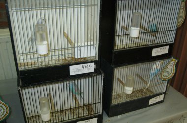 85. Vogelausstellung in Kelmis