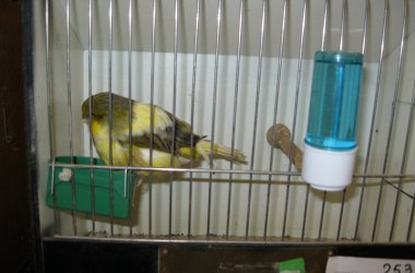 85. Vogelausstellung in Kelmis
