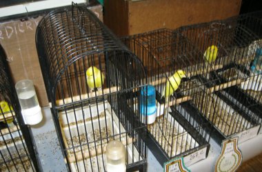 85. Vogelausstellung in Kelmis