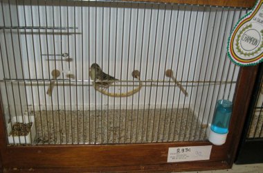 85. Vogelausstellung in Kelmis