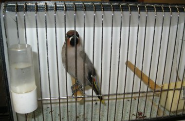 85. Vogelausstellung in Kelmis