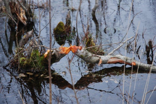 Biberspuren im Brackvenn