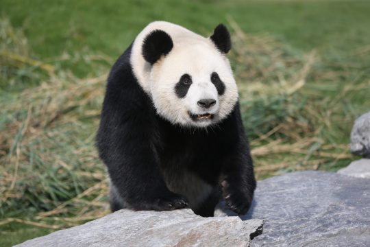 Hao Hao, das Pandaweibchen des Tierparks Pairi Daiza, gehört ebenfalls zur Rasse der Riesenpandas