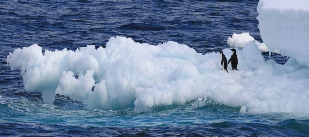 Pinguine in der westlichen Antarktis (Illustrationsbild: Yonhap/AFP)