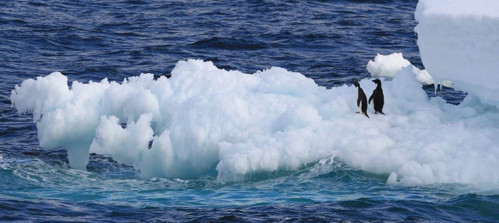 Pinguine in der westlichen Antarktis (Illustrationsbild: Yonhap/AFP)