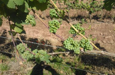 Entspannen in der Weinhochburg Rheinhessen