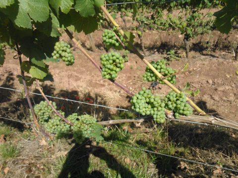 Entspannen in der Weinhochburg Rheinhessen