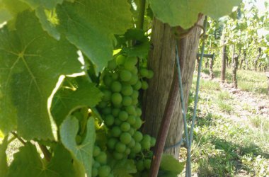 Entspannen in der Weinhochburg Rheinhessen