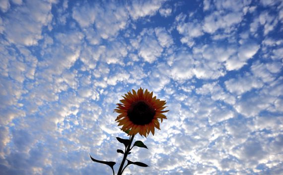 "Tournesol" - Sonnenblume nennt sich die VoG