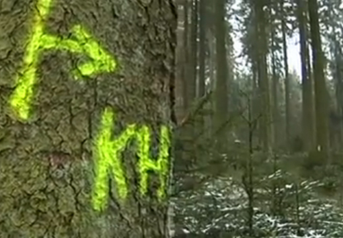 Holzwirtschaft von großer Bedeutung für Gemeinde Büllingen