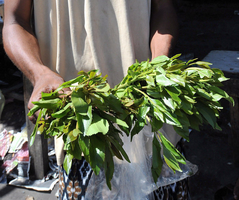 Khat wird in Teilen Afrikas als Alltagsdroge gehandelt